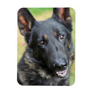 German Shepherd Magnet
