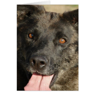 German Shepherd Mix All Occasions