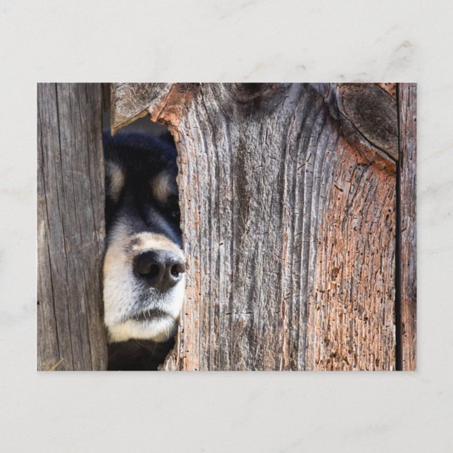 German Shepherd Nose Peeking Through Fence Postcard (Front)