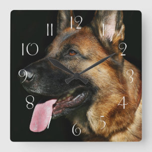 German shepherd on black background square wall clock