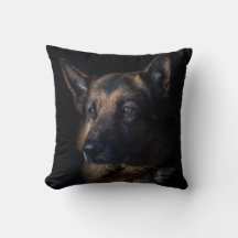 German Shepherd on black
