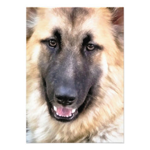 GERMAN SHEPHERD PHOTO PRINT