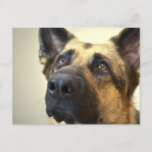 German Shepherd Picture Postcard