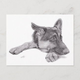German Shepherd Postcard