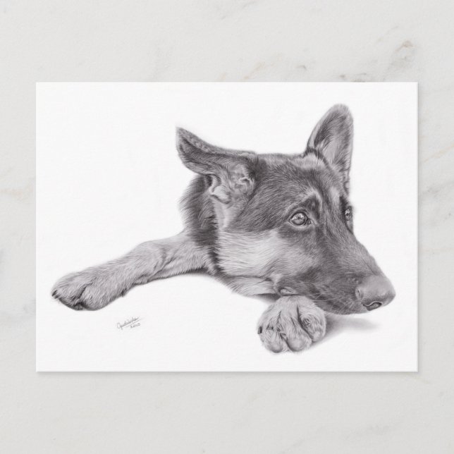 German Shepherd Postcard (Front)