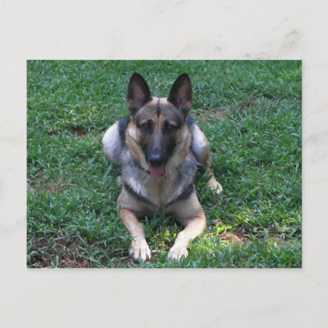German Shepherd Postcard (Front)
