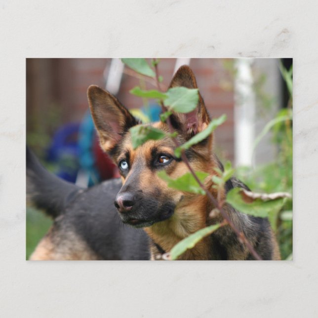 german shepherd postcard (Front)