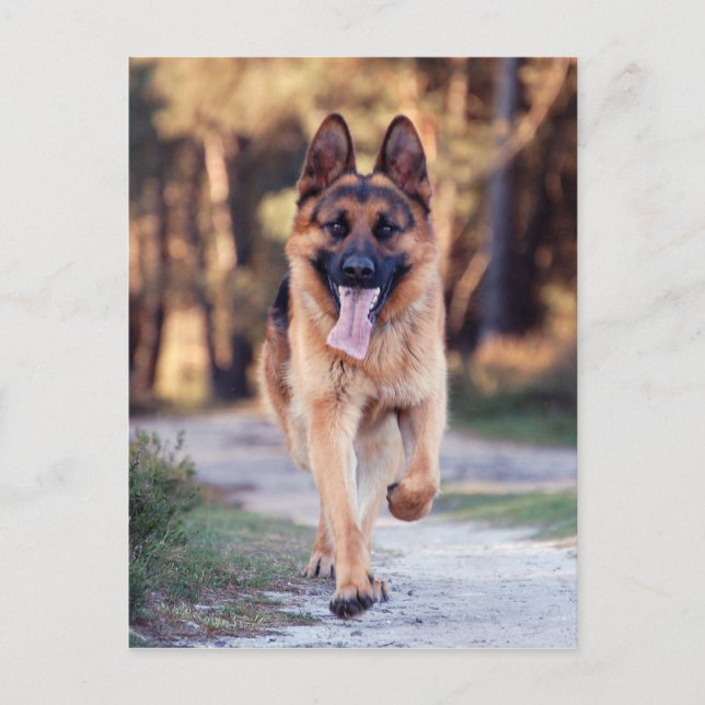 German Shepherd Postcard (Front)