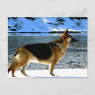 German Shepherd Postcard