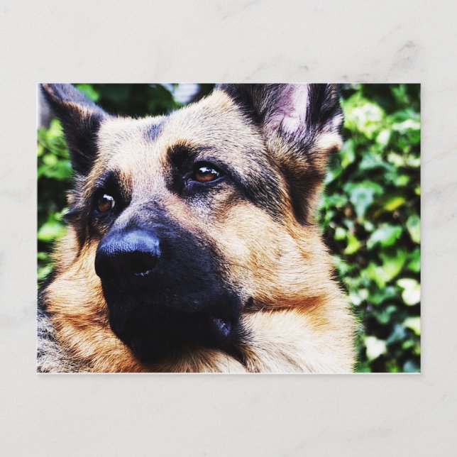 German Shepherd Postcard (Front)