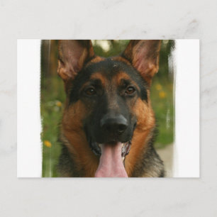 German Shepherd Postcard