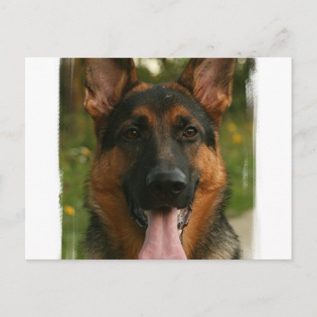 German Shepherd Postcard (Front)
