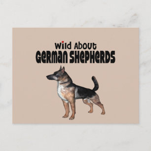 German Shepherd Postcard