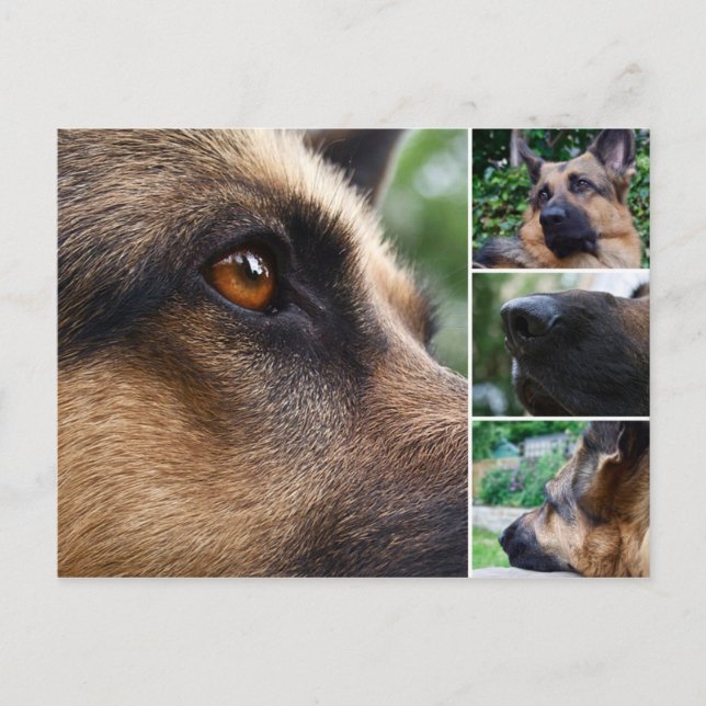 German Shepherd Postcard (Front)