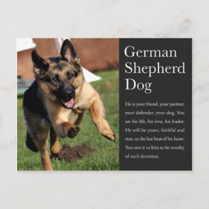 German Shepherd Postcard