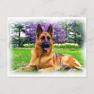 German Shepherd Postcard