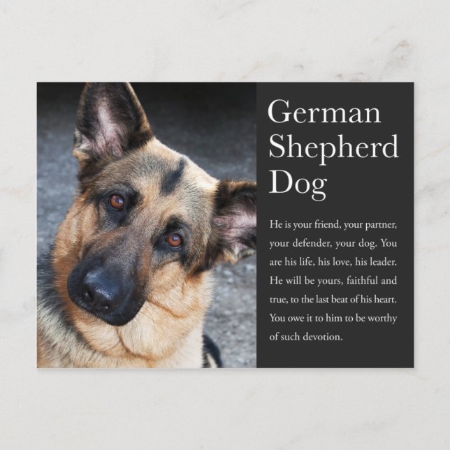 German Shepherd Postcard (Front)