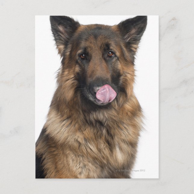 German Shepherd Postcard (Front)