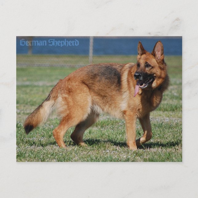 German Shepherd Postcard (Front)