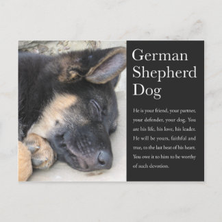 German Shepherd Postcard