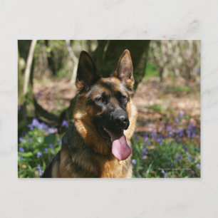 German Shepherd Postcard