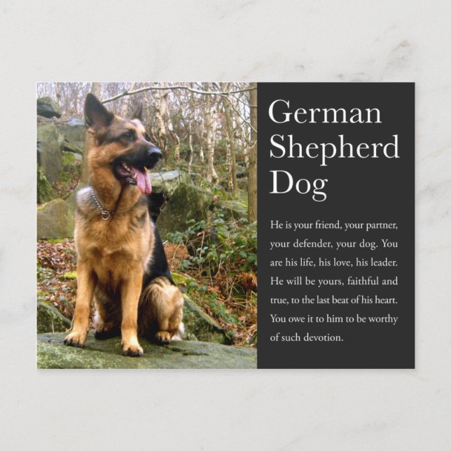 German Shepherd Postcard (Front)
