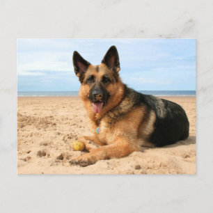 German Shepherd Postcard