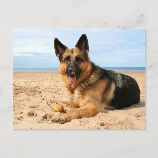 German Shepherd Postcard (Front)