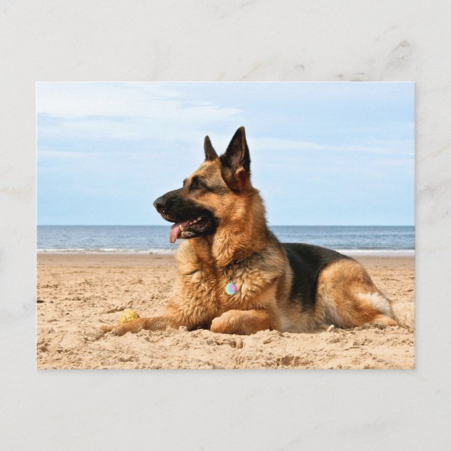 German Shepherd Postcard (Front)