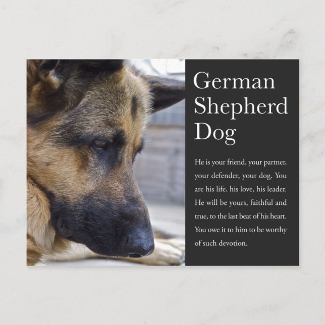German Shepherd Postcard (Front)