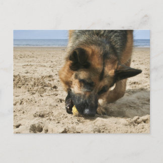 German Shepherd Postcard