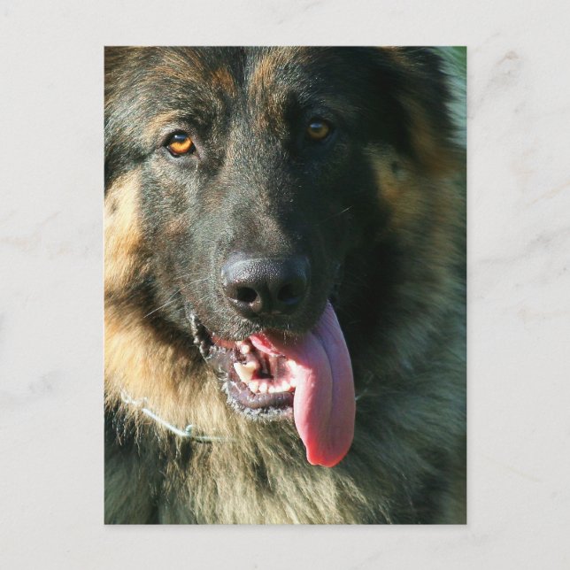 German Shepherd postcard (Front)