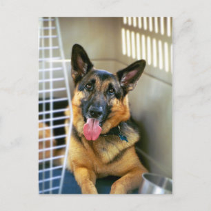 German Shepherd Postcard