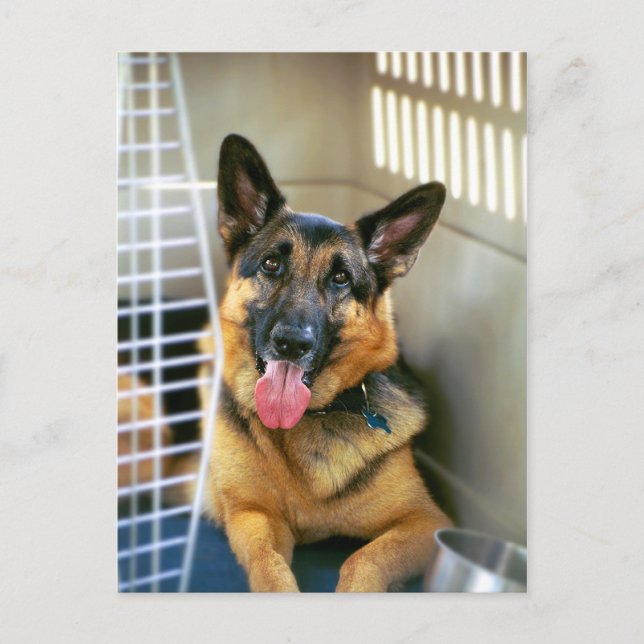 German Shepherd Postcard (Front)