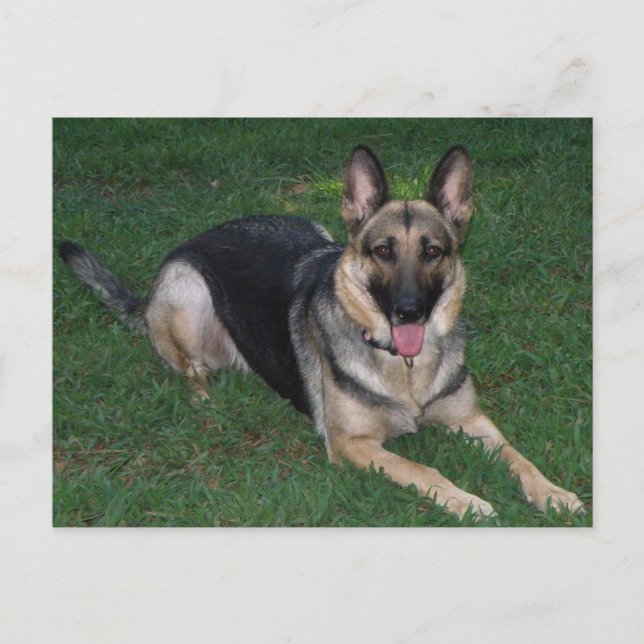 German Shepherd Postcard (Front)