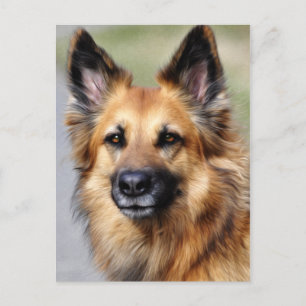 German Shepherd Postcard