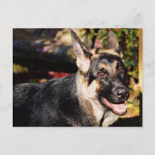 German Shepherd Postcard