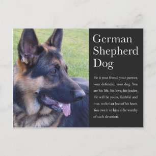 German Shepherd Postcard