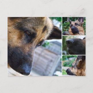 German Shepherd Postcard
