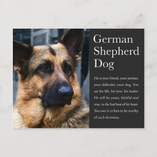 German Shepherd Postcard