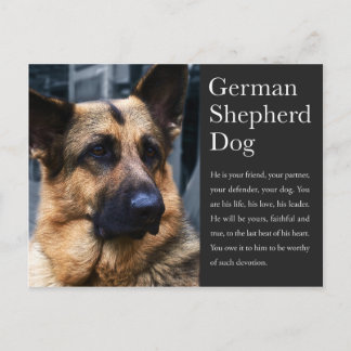German Shepherd Postcard