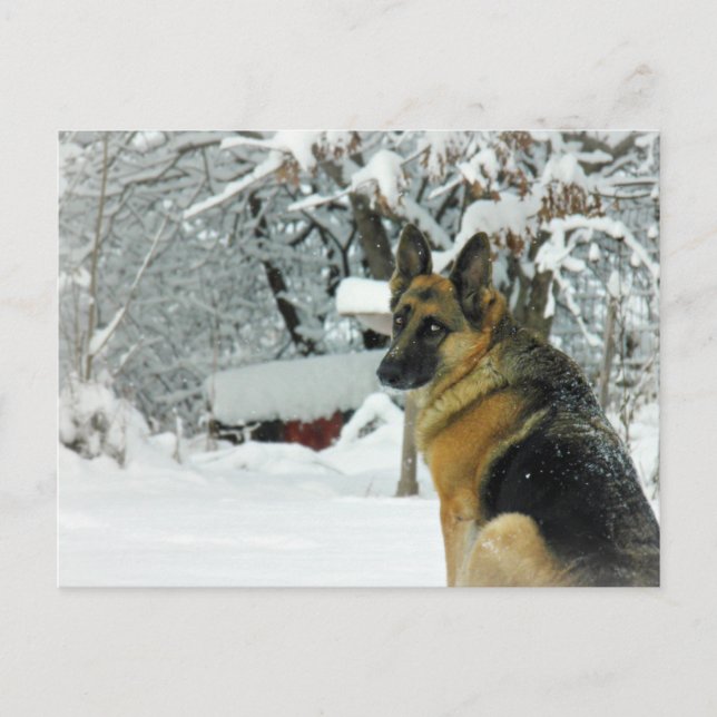 German Shepherd Postcard (Front)