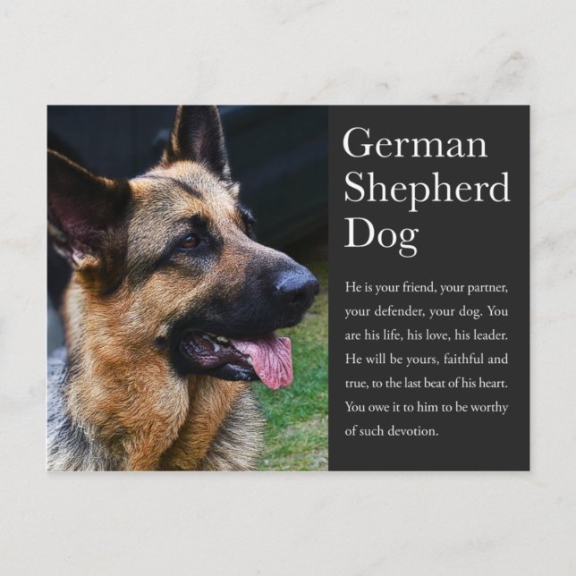 German Shepherd Postcard (Front)