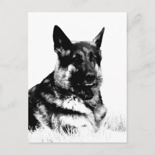 German shepherd postcard