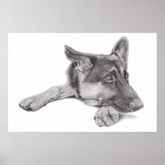 German Shepherd Poster
