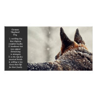 German Shepherd