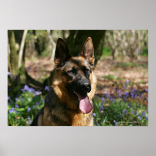 German Shepherd Poster