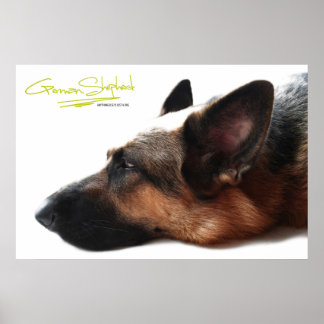 German Shepherd Poster