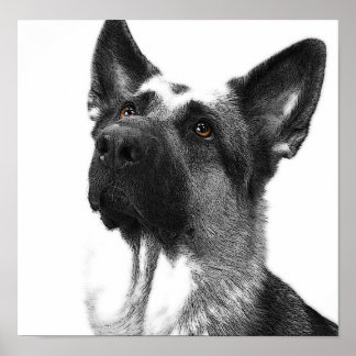 German Shepherd Poster