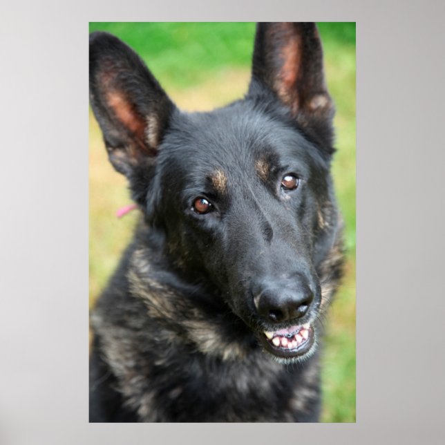 German Shepherd Poster (Front)